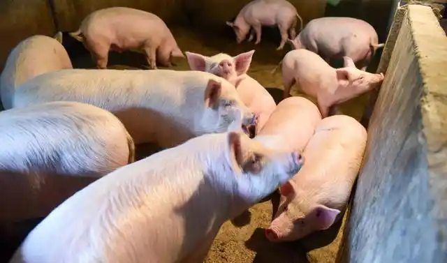 2025年九月份生猪行情_生猪存栏量过剩分析_猪肉价格下降趋势