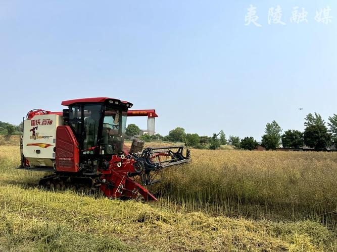 菜籽油价格 菜籽油行情 菜籽油_仙降街道江溪村菜籽油加工_油菜收获季节