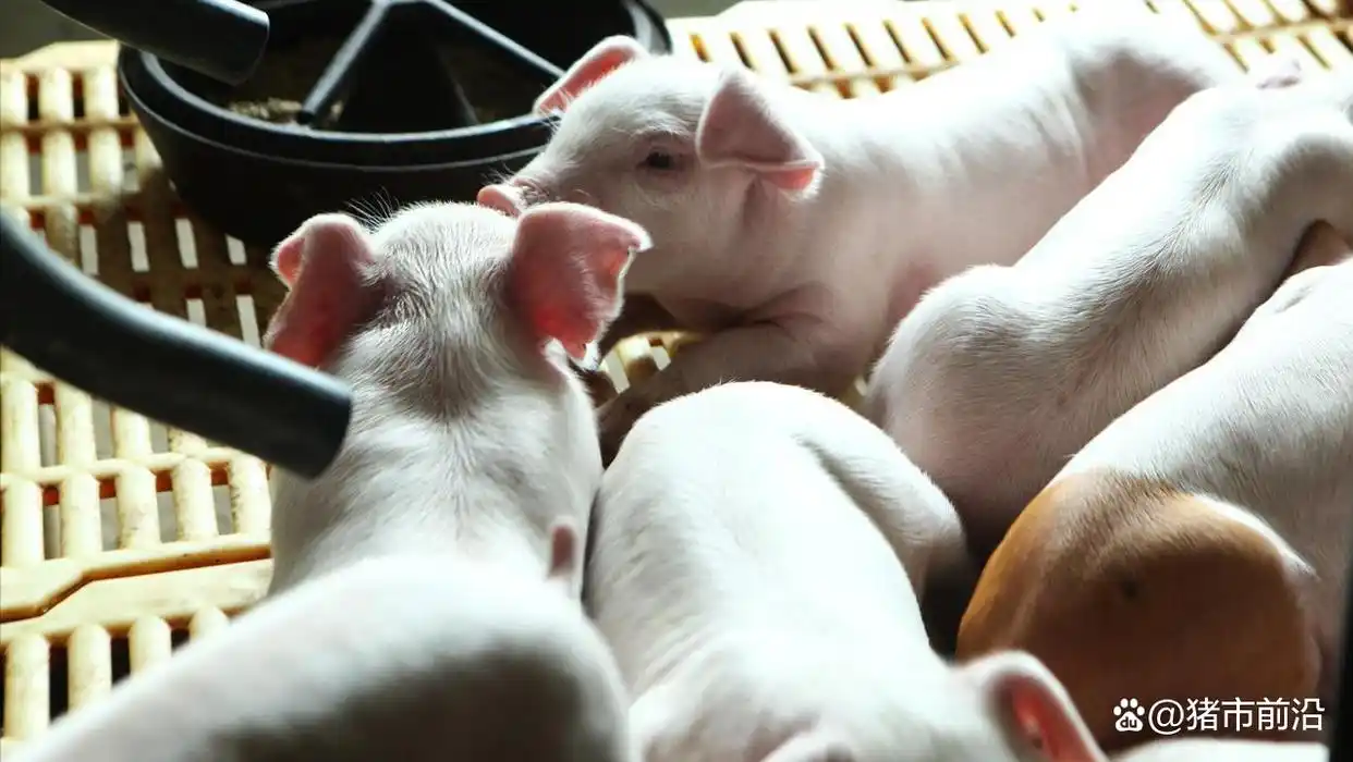 2025年九月份生猪行情_国内生猪市场价格走势分析_标猪价格预测