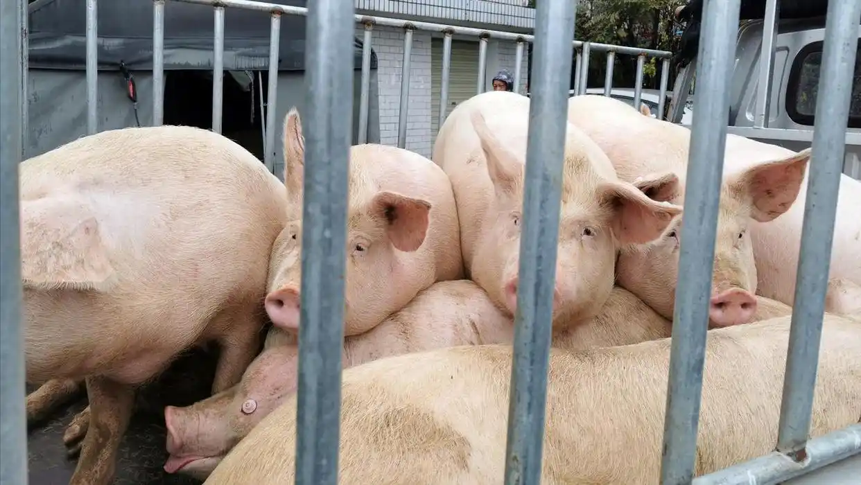 生猪市场供需博弈_猪价周期性旺季表现不及预期_2025年九月份生猪行情