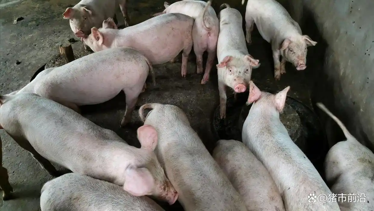 9月猪价走势预测_国内生猪市场行情分析_2025年九月份生猪行情