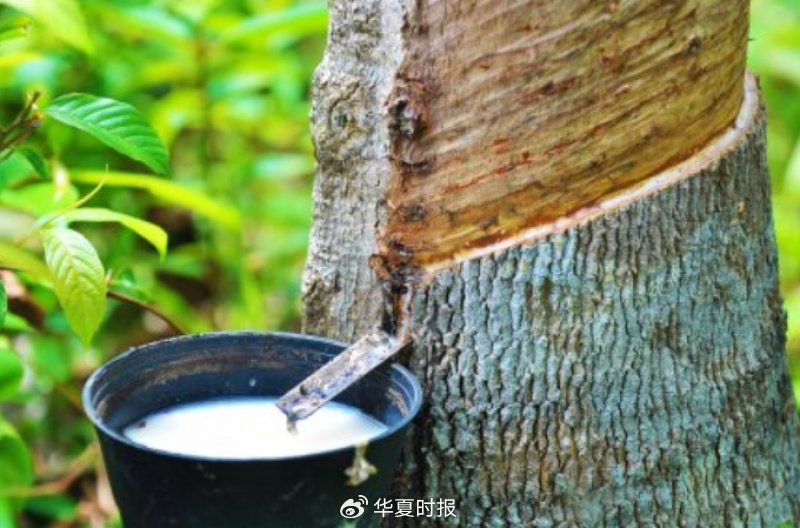 橡胶期货市场分析_橡胶期货最后交易日_天然橡胶期货价格下跌