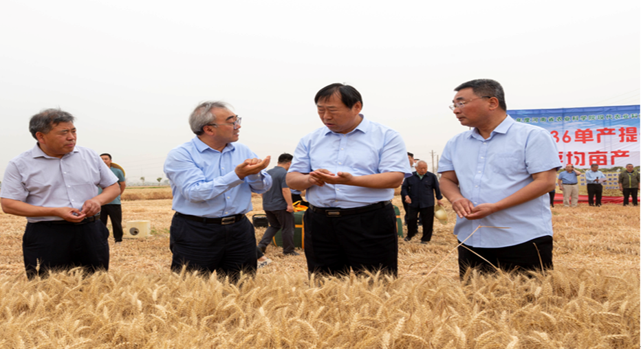 延津模式小麦单产提升_中原农谷东区种业高质量发展_延津模式——强麦期货助推小麦经济
