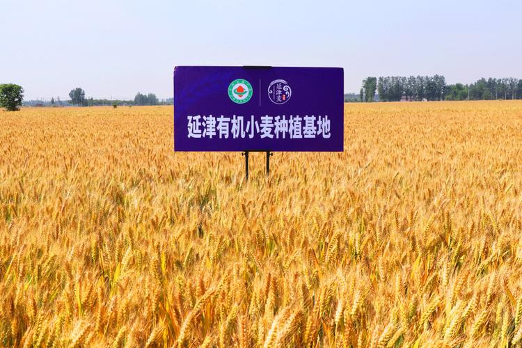 延津小麦产业化红利_延津模式——强麦期货助推小麦经济_农民二次分配利润