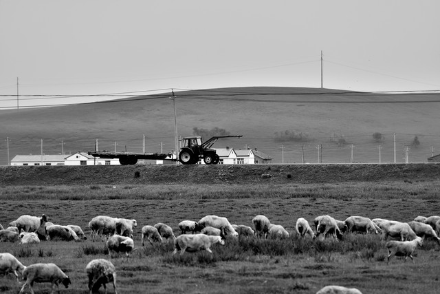 现金流生死线_创业有风险 入行需谨慎_养羊创业风险分析