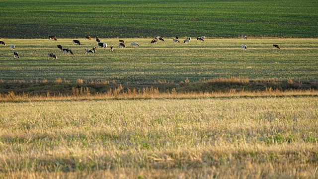 创业有风险 入行需谨慎_现金流生死线_养羊创业风险分析