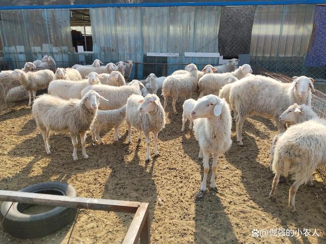 养羊创业风险_养羊市场价格波动风险_创业有风险 入行需谨慎