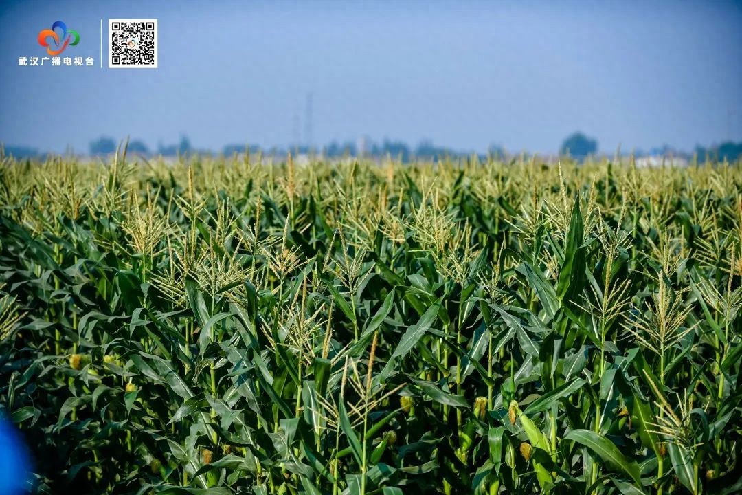 汉南鲜食甜玉米_汉南甜玉米文化节_武汉甜玉米行情