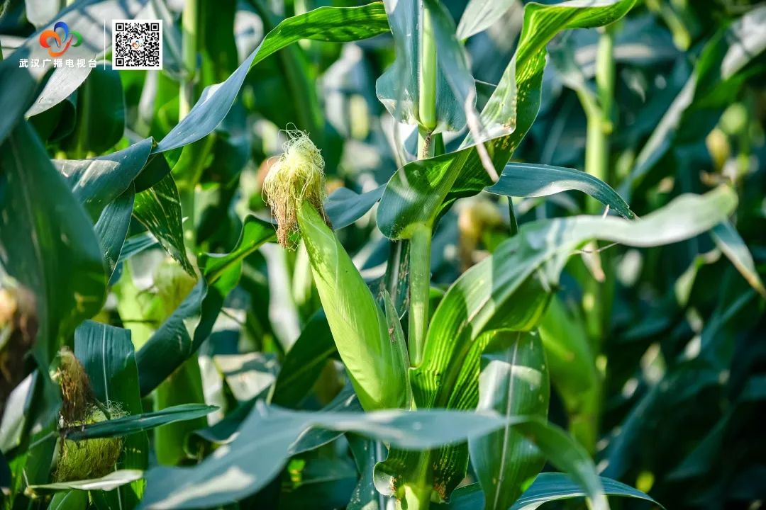汉南鲜食甜玉米_武汉甜玉米行情_汉南甜玉米文化节