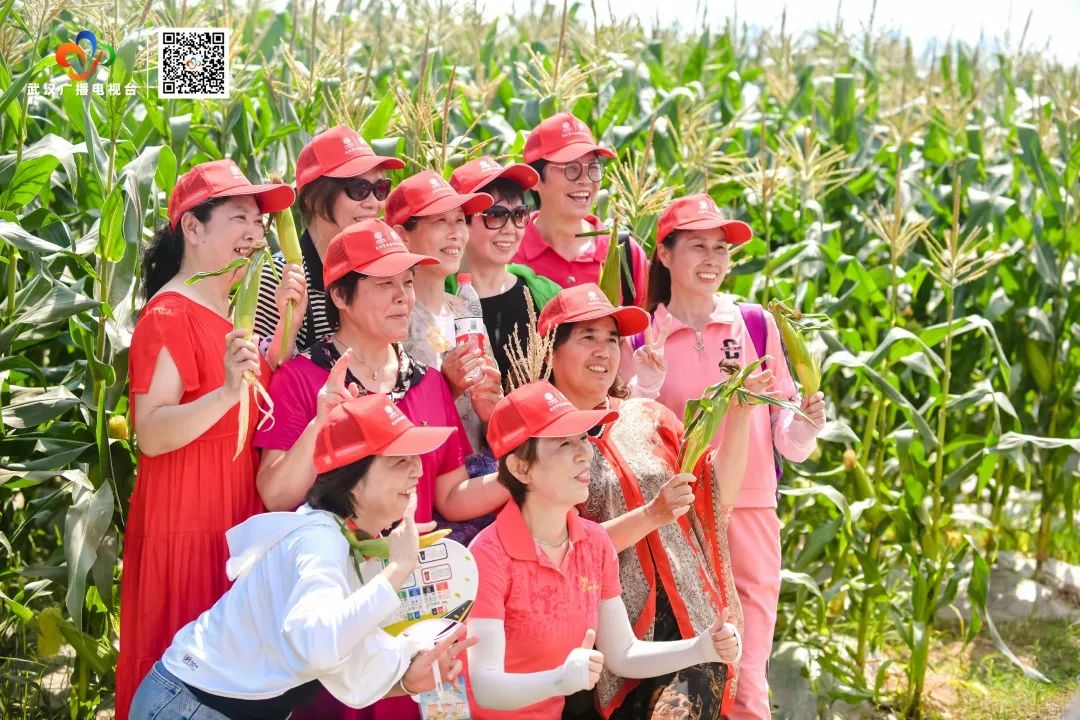 汉南甜玉米文化节_汉南鲜食甜玉米_武汉甜玉米行情