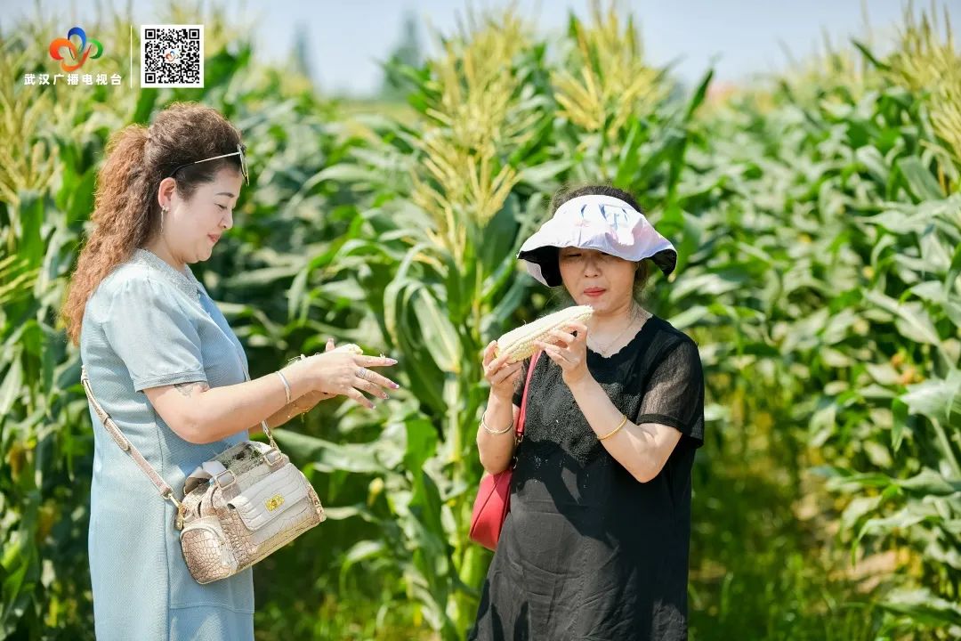 汉南鲜食甜玉米_武汉甜玉米行情_汉南甜玉米文化节
