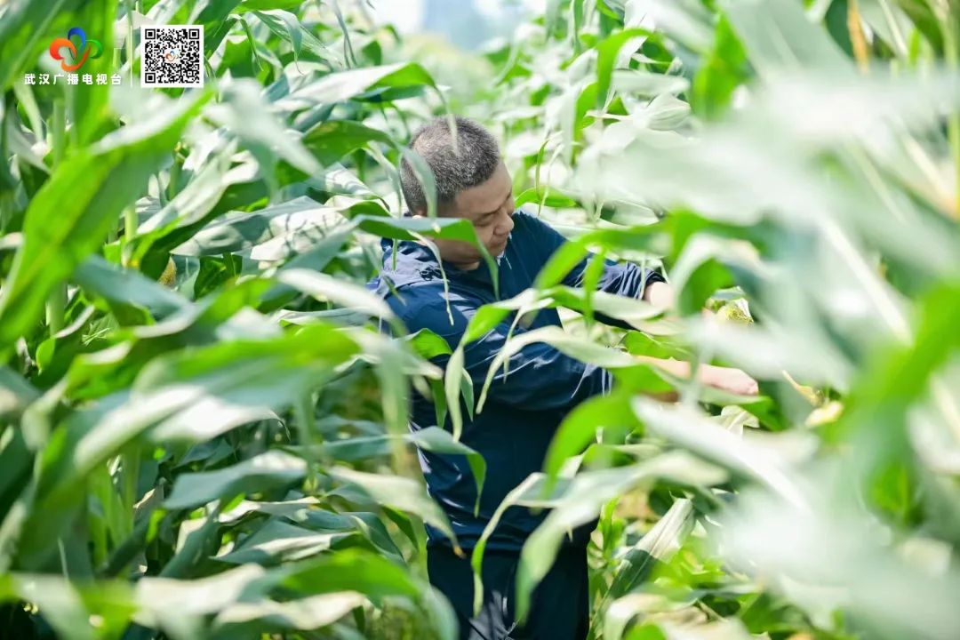 汉南甜玉米文化节_武汉甜玉米行情_汉南鲜食甜玉米