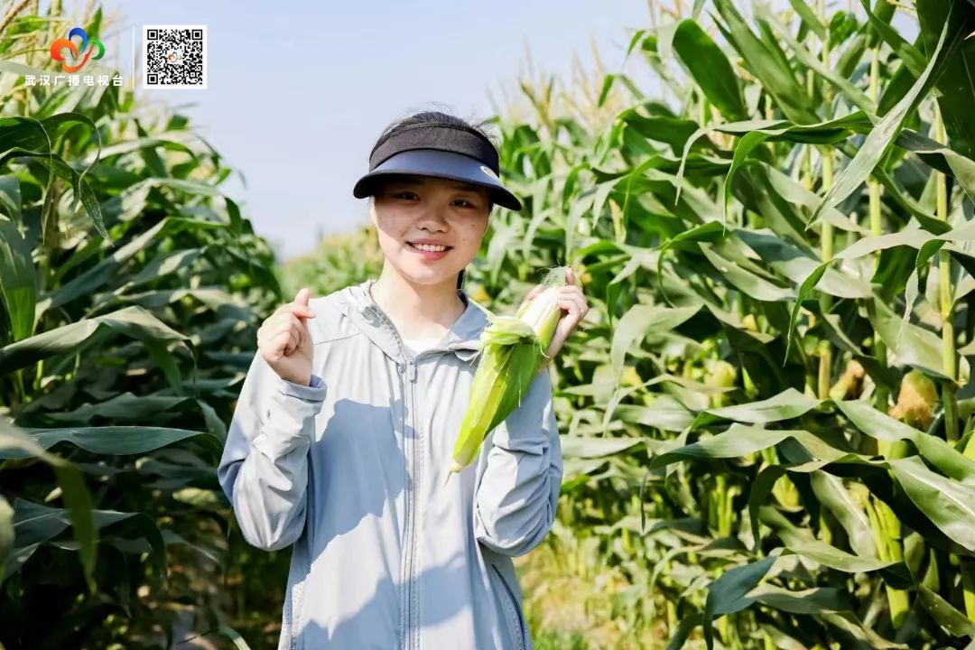 武汉甜玉米行情_汉南鲜食甜玉米_汉南甜玉米文化节