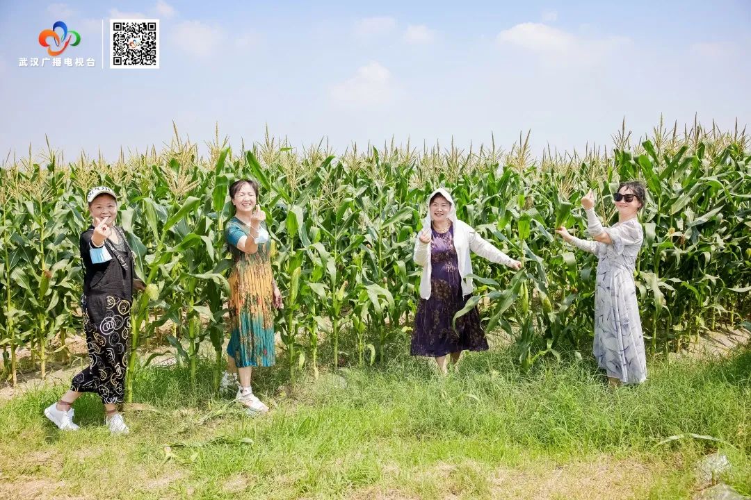 汉南甜玉米文化节_武汉甜玉米行情_汉南鲜食甜玉米