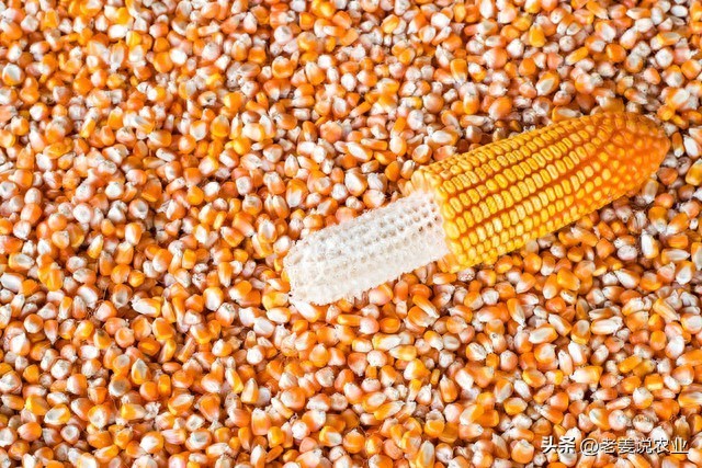 玉米价格走势分析_武汉甜玉米行情_玉米市场行情预测