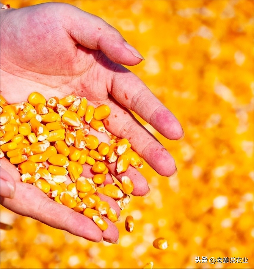 武汉甜玉米行情_玉米价格走势分析_玉米市场行情预测