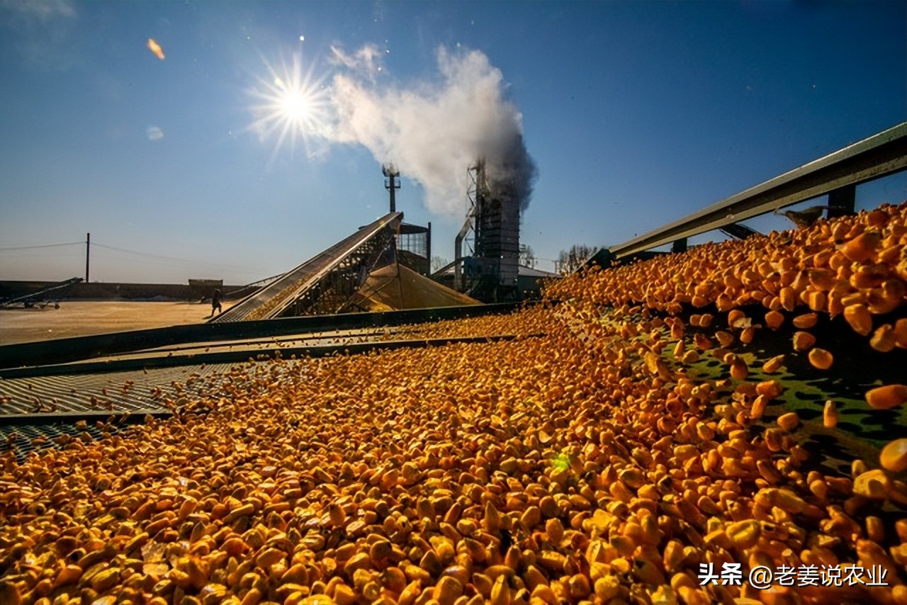 玉米价格走势分析_武汉甜玉米行情_玉米市场行情预测