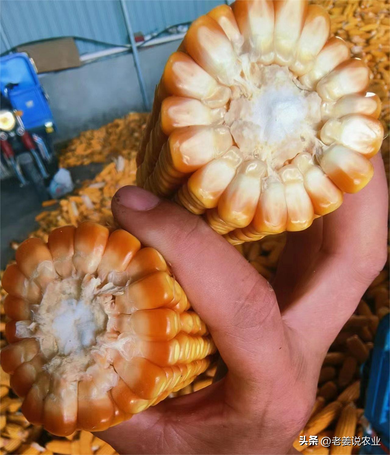 武汉甜玉米行情_玉米价格走势分析_玉米市场行情预测