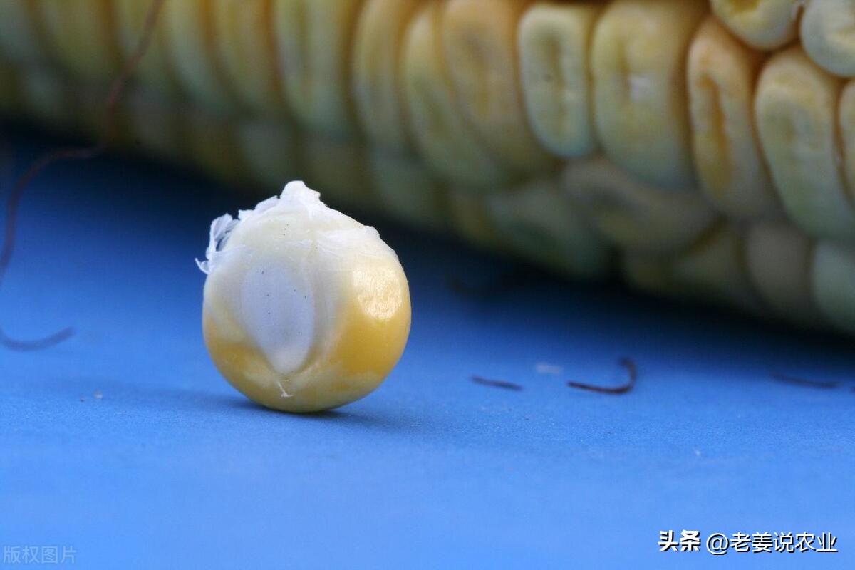 玉米市场行情预测_玉米价格走势分析_武汉甜玉米行情