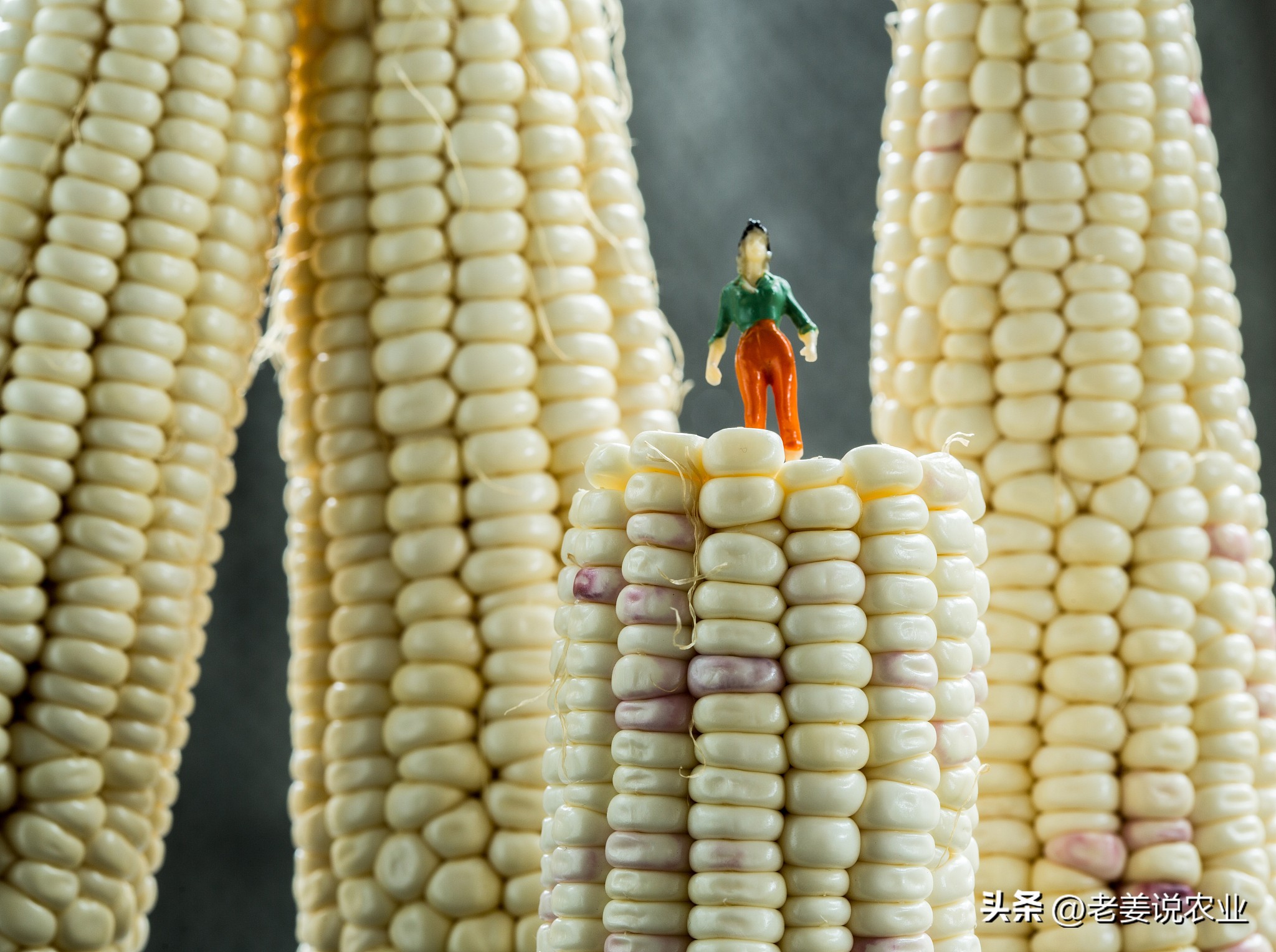 武汉甜玉米行情_玉米价格走势分析_玉米市场行情预测