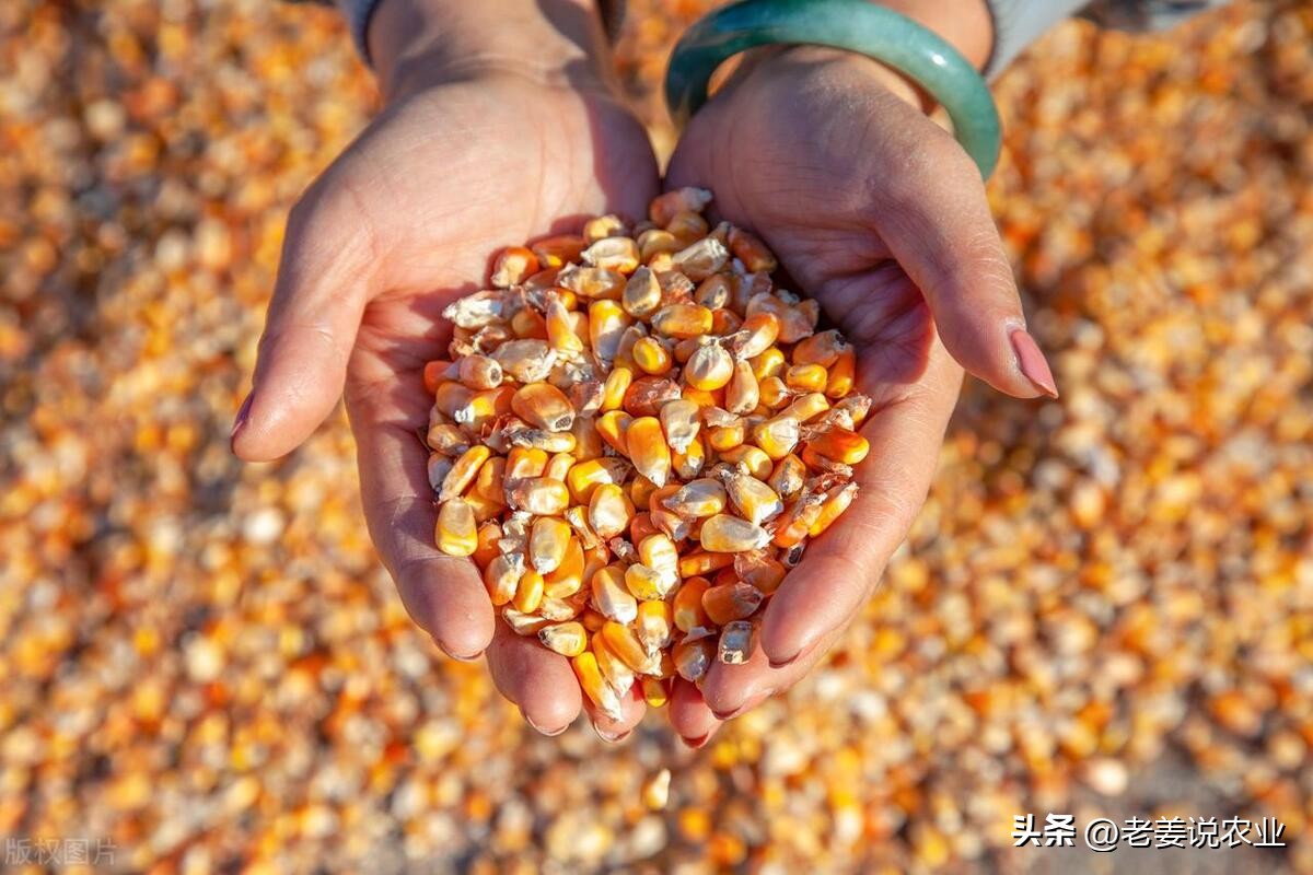 玉米价格走势分析_玉米市场行情预测_武汉甜玉米行情