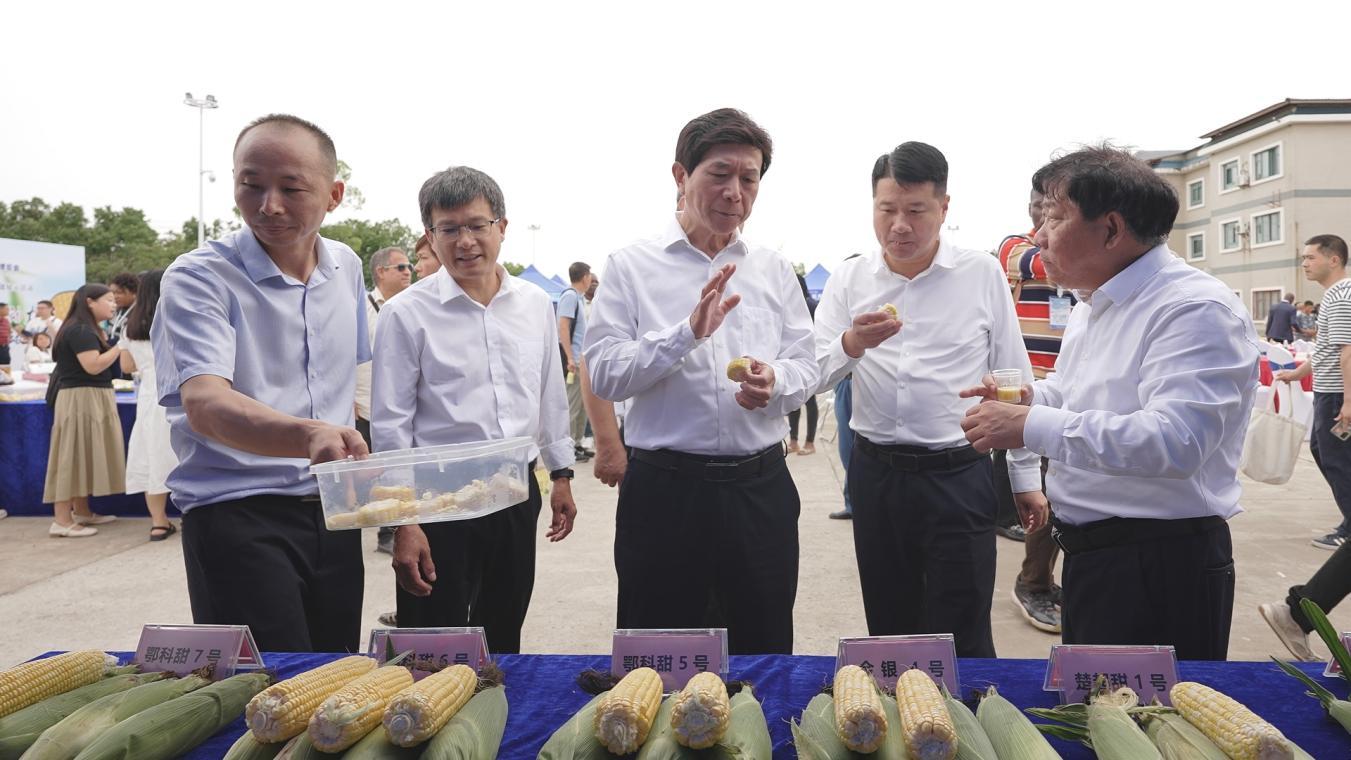 2024武汉种业博览会 鲜食甜糯玉米品种专题展示活动_武汉甜玉米行情_湖北省现代农业展示中心 鲜食甜糯玉米专家推荐品种名单