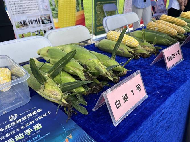 湖北省现代农业展示中心 鲜食甜糯玉米专家推荐品种名单_2024武汉种业博览会 鲜食甜糯玉米品种专题展示活动_武汉甜玉米行情